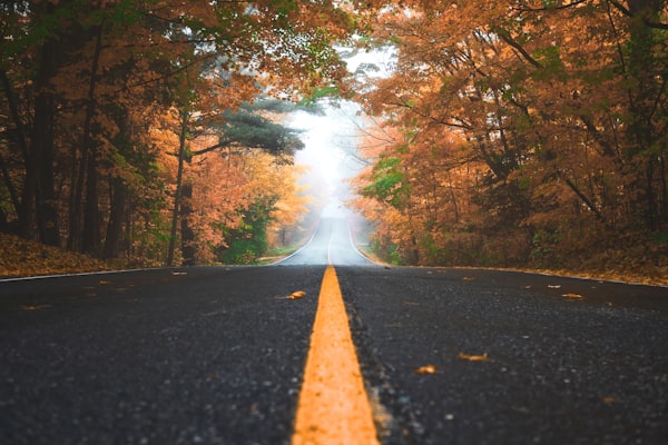 阳光明媚的公园场景