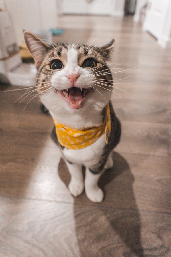一只猫在玩耍跳跃