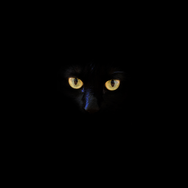 大熊猫在森林中休息