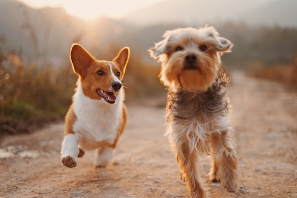 可爱的金毛犬