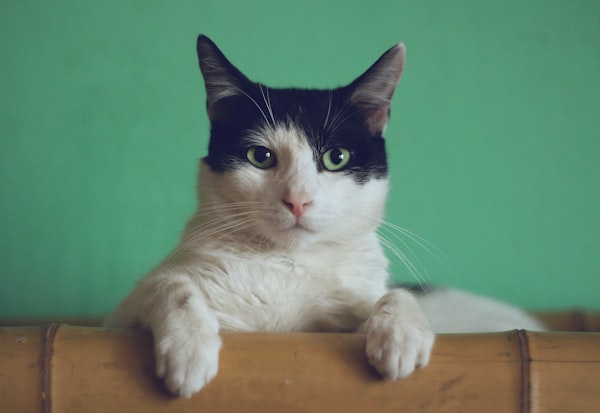 可爱的小猫在玩耍
