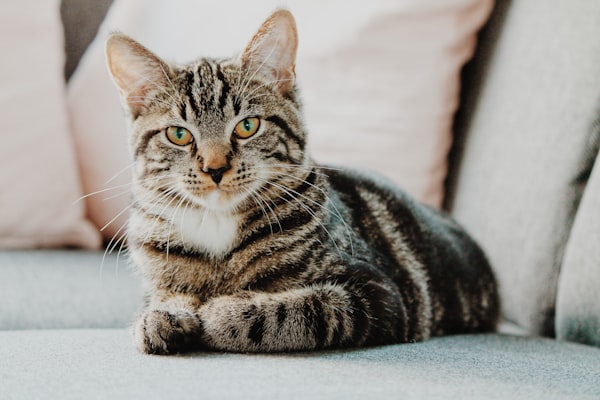 可爱的小猫玩耍