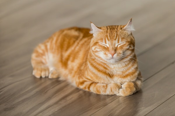 猫咪在书桌旁陪伴写作