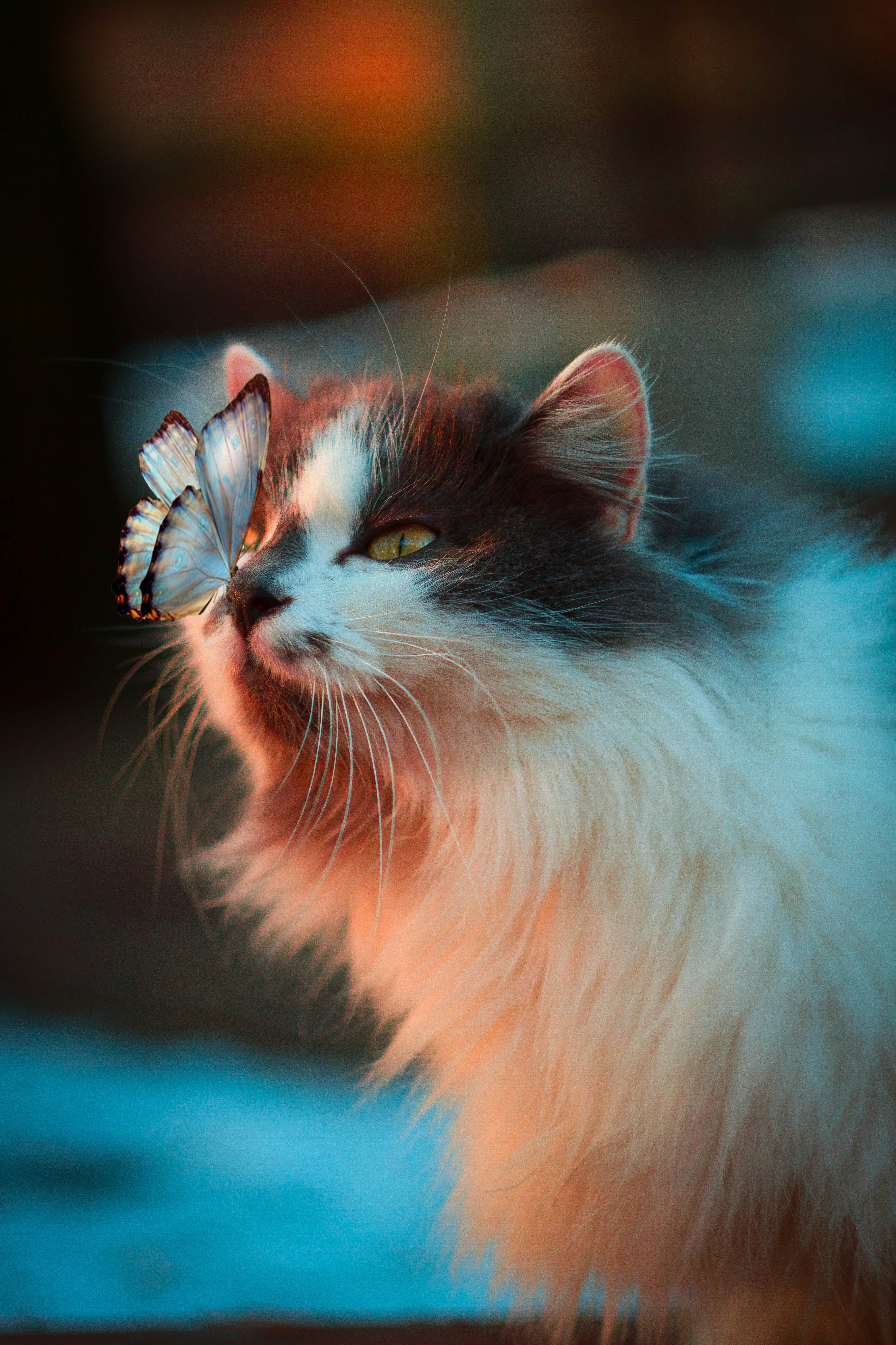 温顺的小猫休息