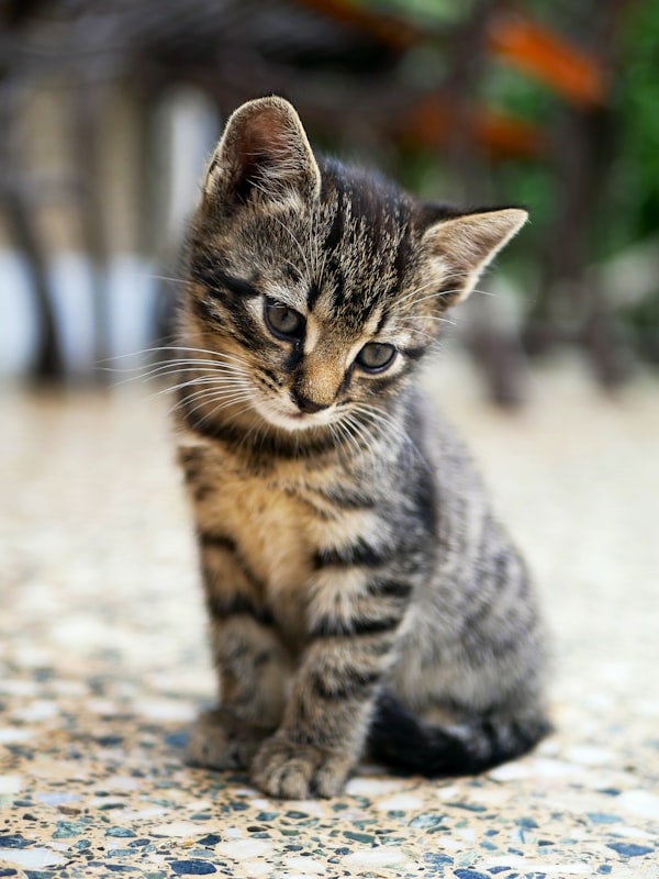 猫咪慵懒休息